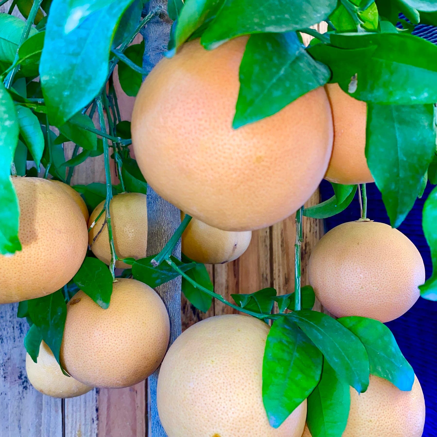 Pamplemoussier (Citrus paradisi) — port arrondi, ramure dense