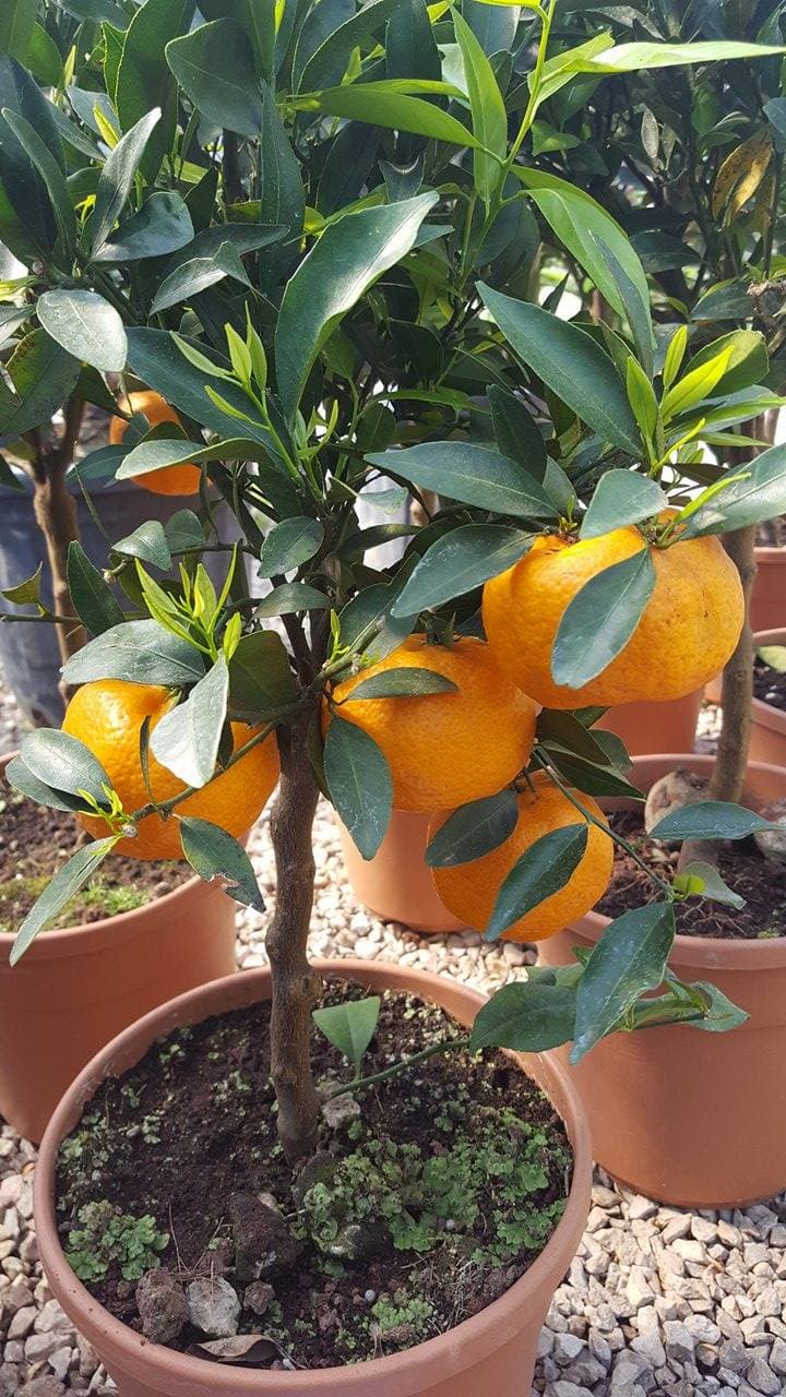 Mandarinier (Citrus reticulata) — port arrondi et compact, ramure dense