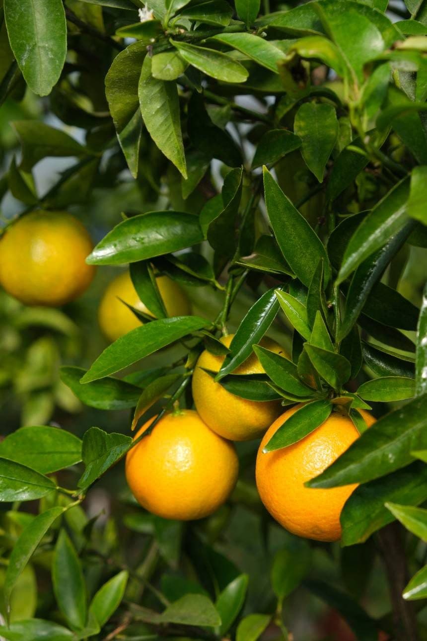 Citrus reticulata – Mandarinier