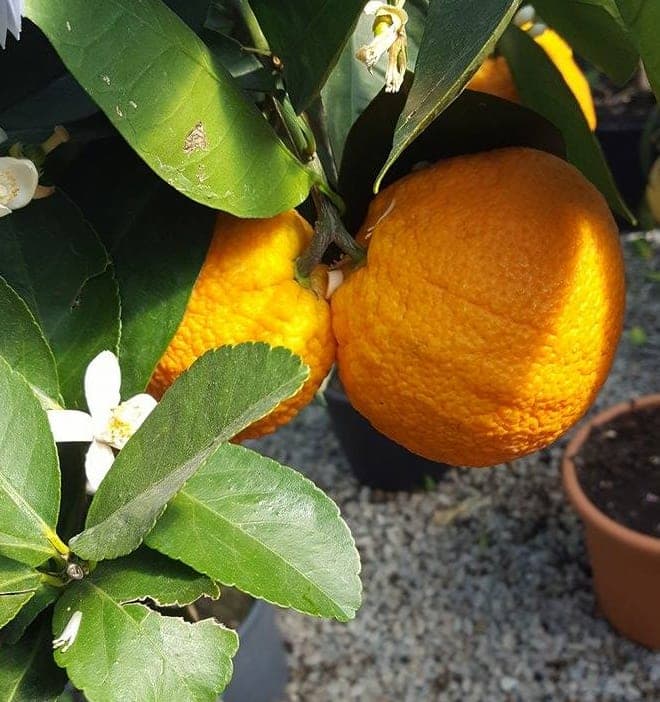 Citrus Sinensis 'Oranger' — port arrondi et compact, ramure dense