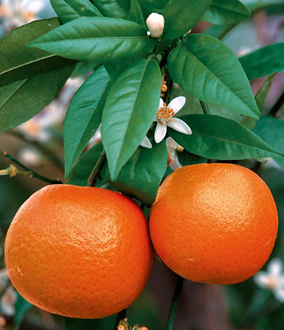 Citrus sinensis – Oranger