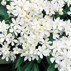 Clématite blanche (Clematis Armandii) — grimpant par vrilles pétiolaires