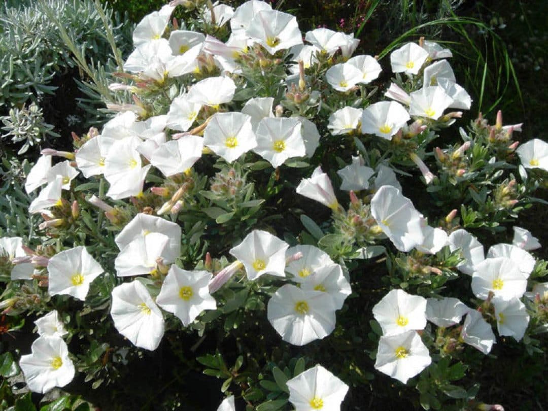 Convolvulus cneorum – Liseron blanc
