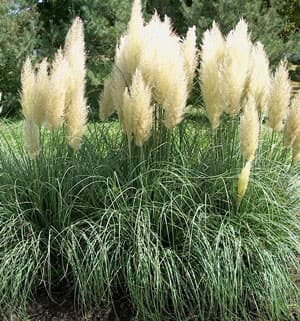 Herbe de pampas (Cortaderia Sellowana) — très grande touffe érigée