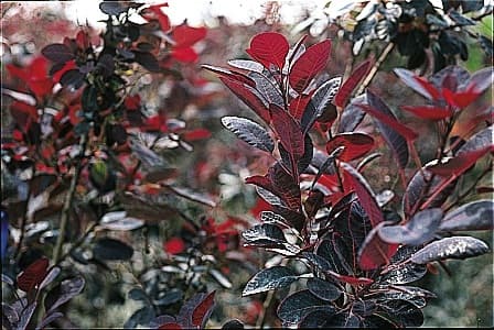 Arbres à perruques (Cotinus Coggygria Royal purple) — port arrondi et étalé