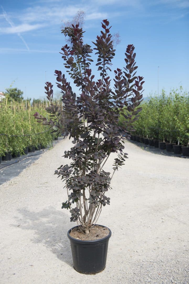 Cotinus coggygria 'Royal Purple' – Arbre à perruque