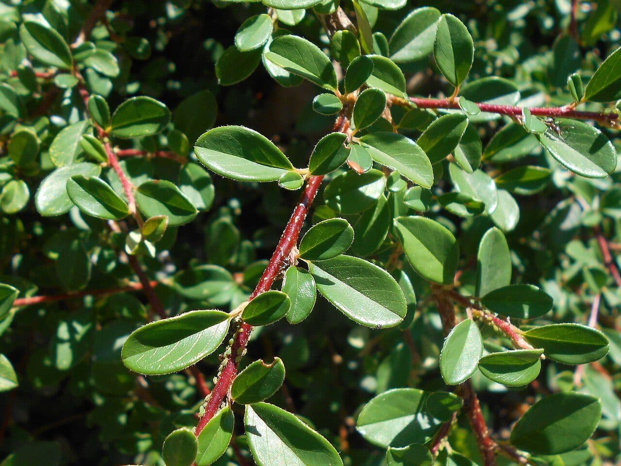 Cotoneaster dammeri 'Skogholm' – Cotonéaster rampant