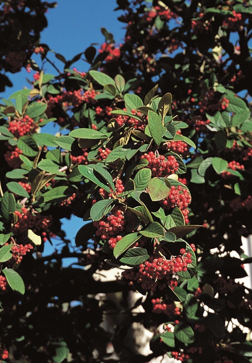 Cotoneaster Lacteus — port variable, étalé à retombant selon les variétés