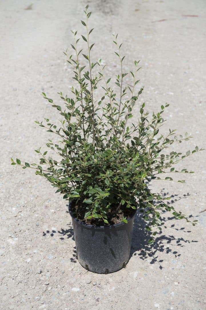 Cotoneaster lacteus