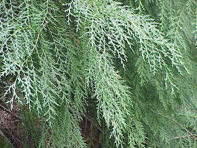 Cyprès de Leyland (Cupressocyparis Leylandii) — port colonnaire à conique selon les variétés