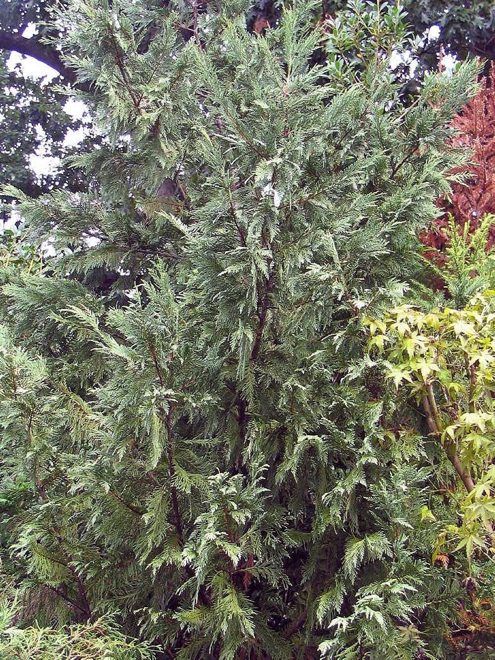 Cupressocyparis leylandii – Cyprès de Leyland