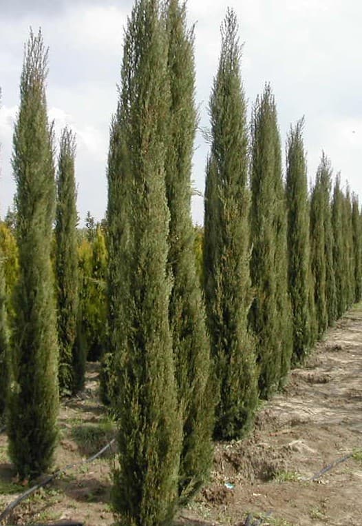 Cyprès de Florence de Greffe (Cupressus Sempervirens Pyramidalis) — port colonnaire à conique selon les variétés