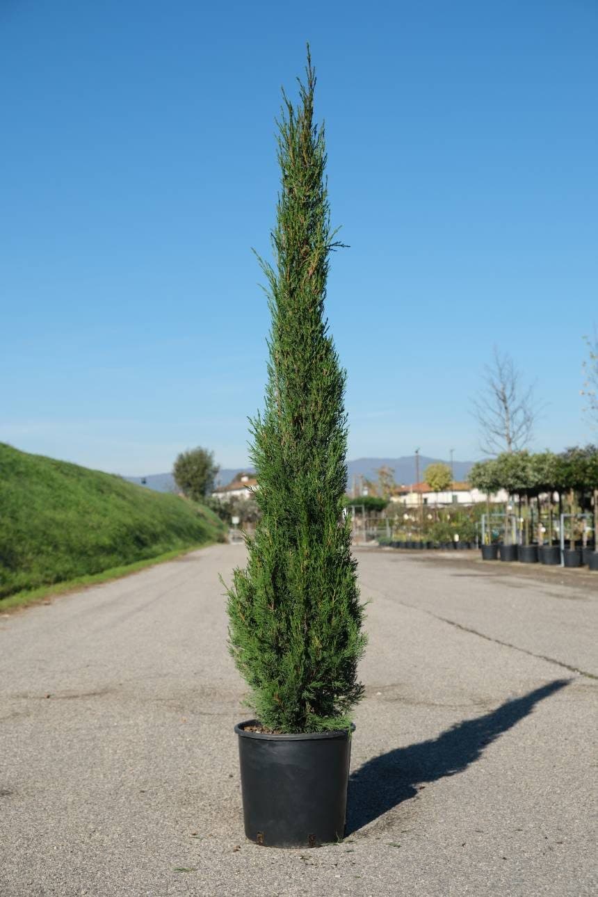 Cupressus Sempervirens Pyramidalis – Cyprès de Florence de Greffe