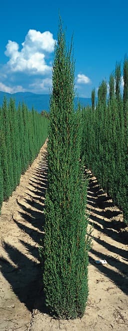 Cyprès florentin totem (Cupressus Sempervirens Totem) — port colonnaire à conique selon les variétés