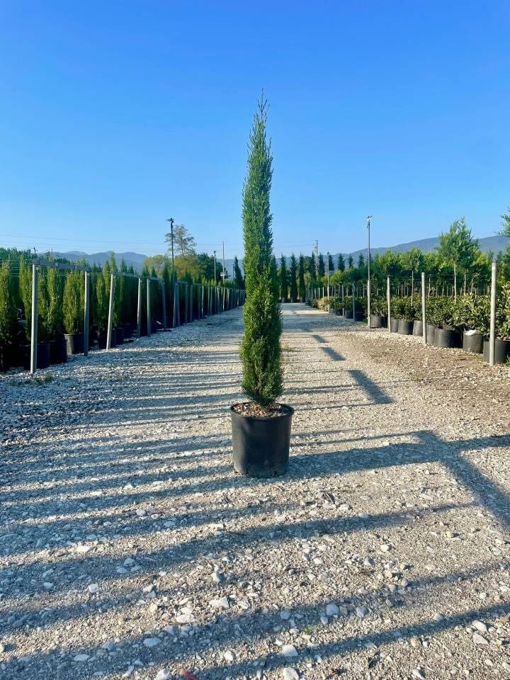 Cupressus sempervirens 'Totem' – Cyprès de Florence 'Totem'