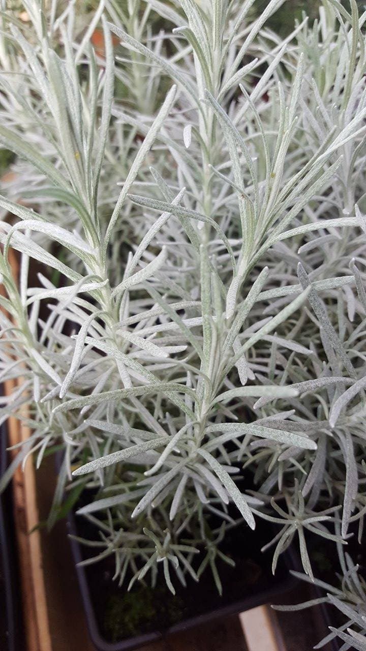 Curry (Helichrysum italicum) — touffe buissonnante