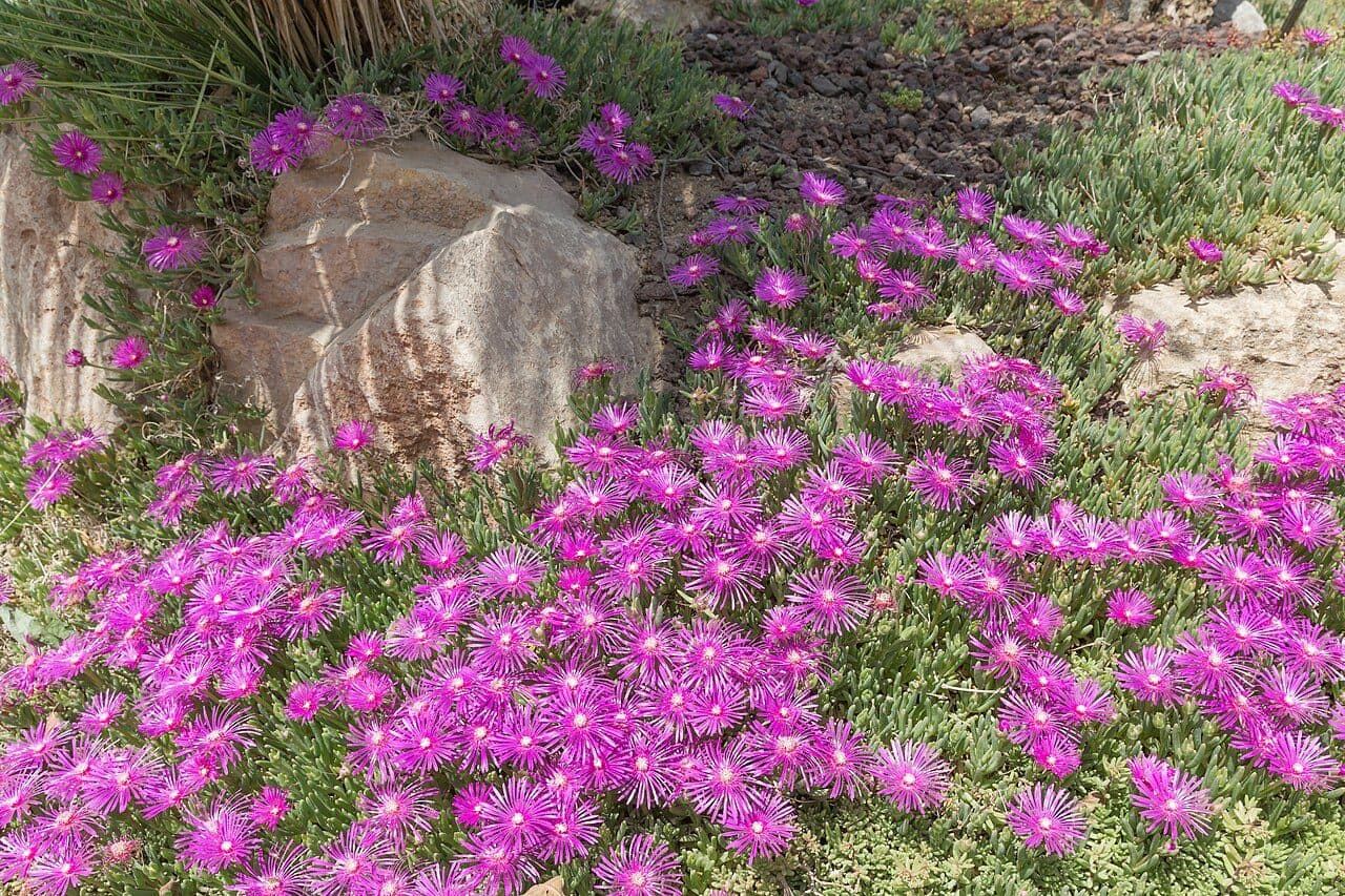 Delosperma cooperi – Pourpier vivace violet