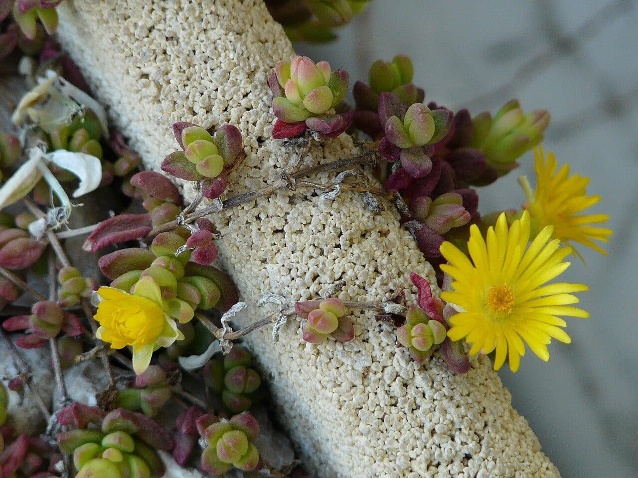 Delosperma lineare – Pourpier vivace jaune