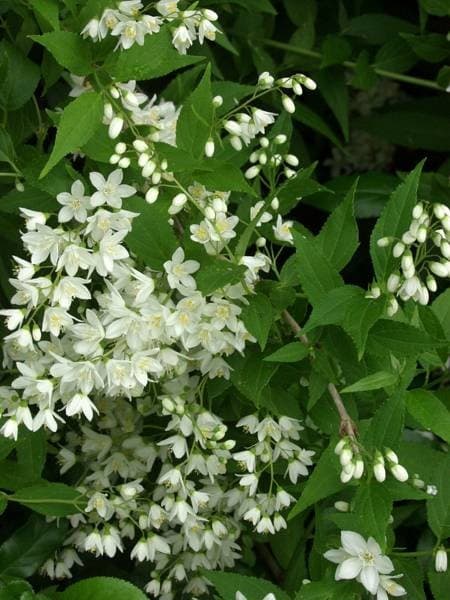 Deutzia Gracillis — port arqué et buissonnant
