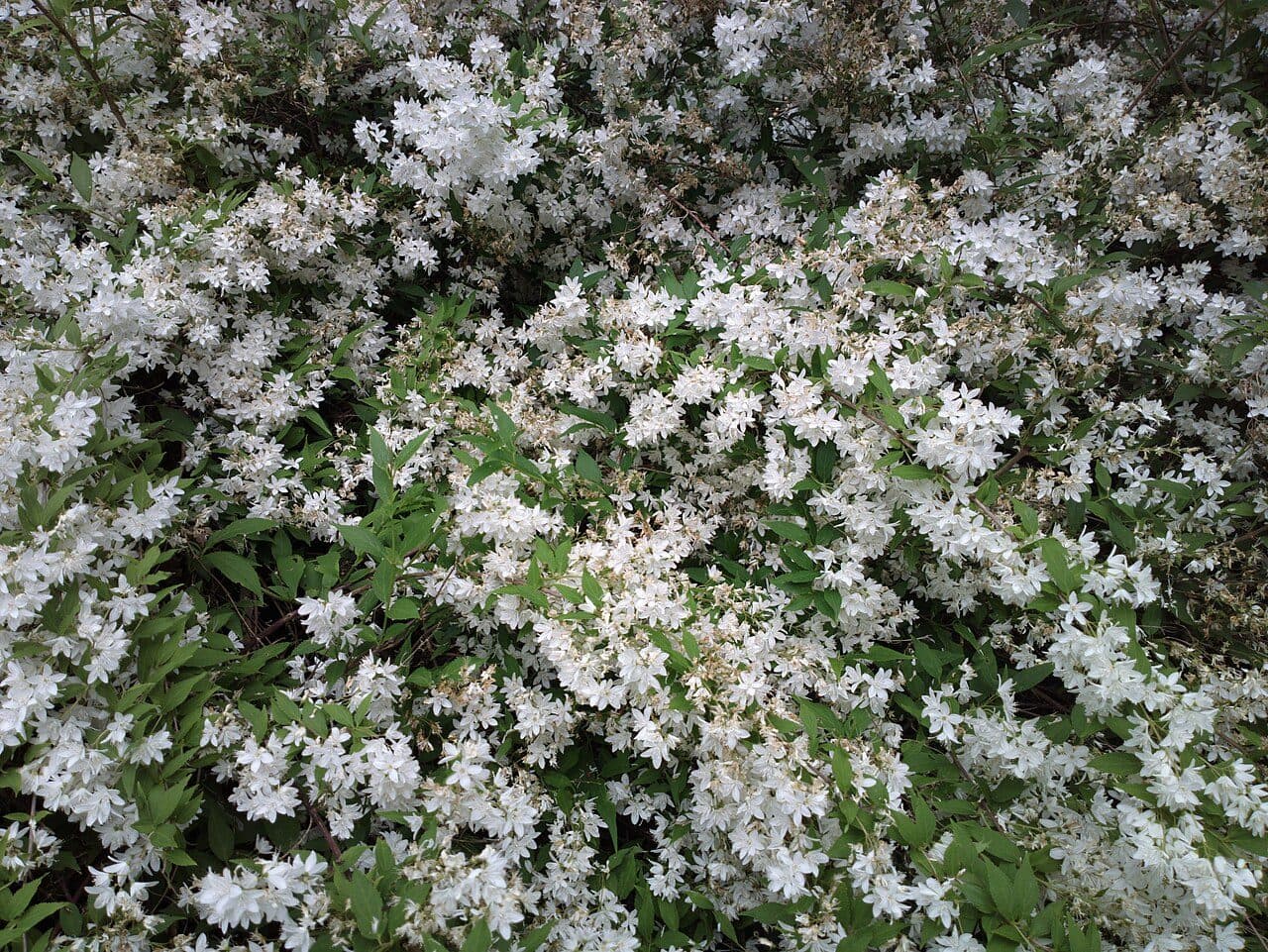 Deutzia gracilis