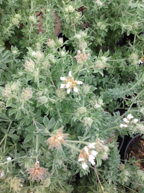 Dorycnium Hirsutum Frejorgue — touffe basse et étalée