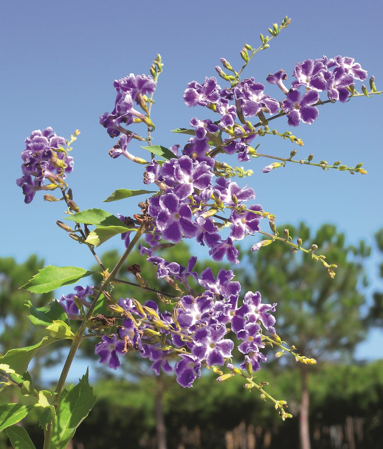 Duranta Erecta Geilcha Girl — port buissonnant, souple