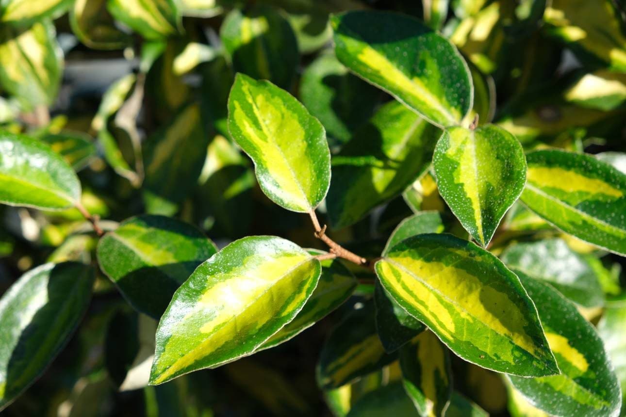 Elaeagnus × ebbingei 'Limelight' – Chalef