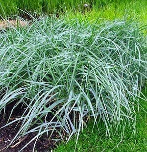 Elymus Arenarius — touffe traçante, feuillage raide