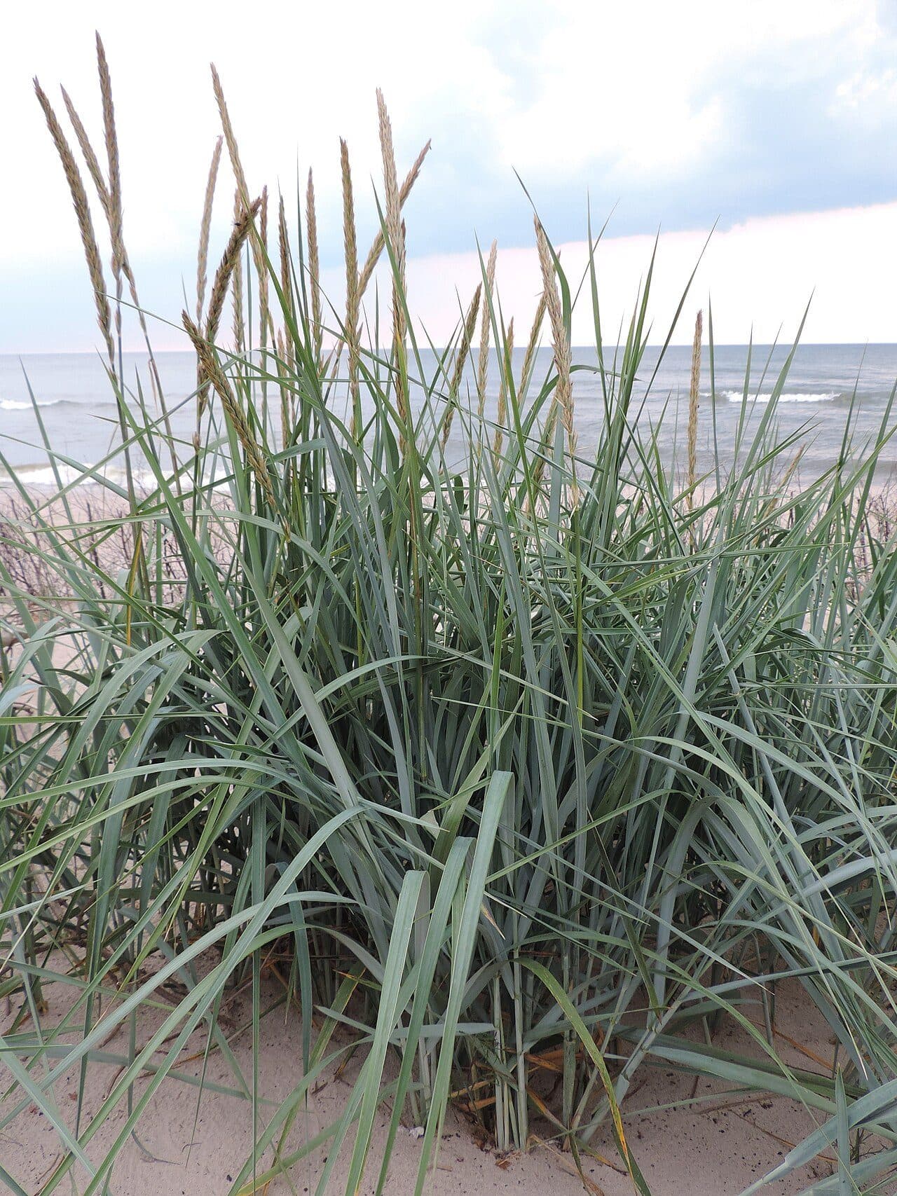 Elymus arenarius