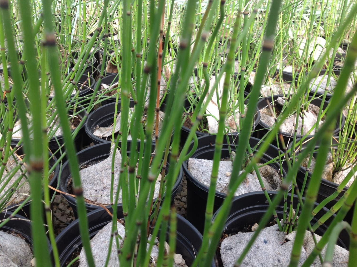 Equisetum Japonicum 'Prêle' — tiges dressées, articulées