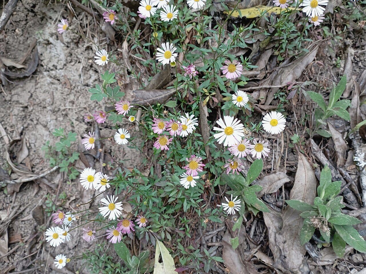 Erigeron karvinskianus