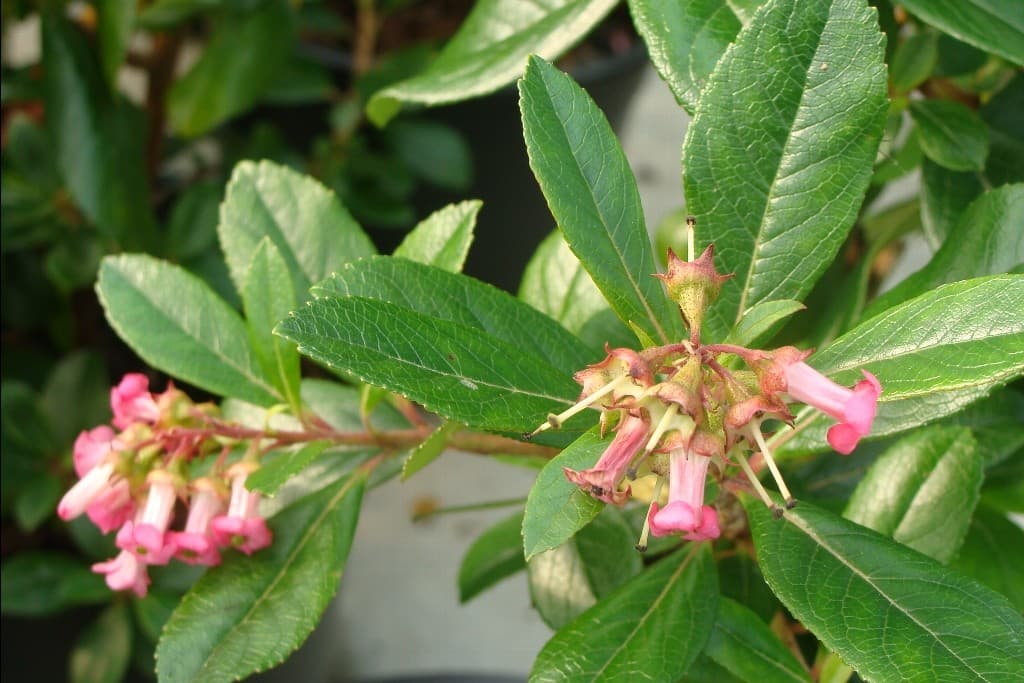 Escallonia Organinsis — port arrondi, dense