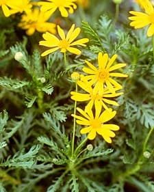 Euryops Pectinatus — port buissonnant et arrondi