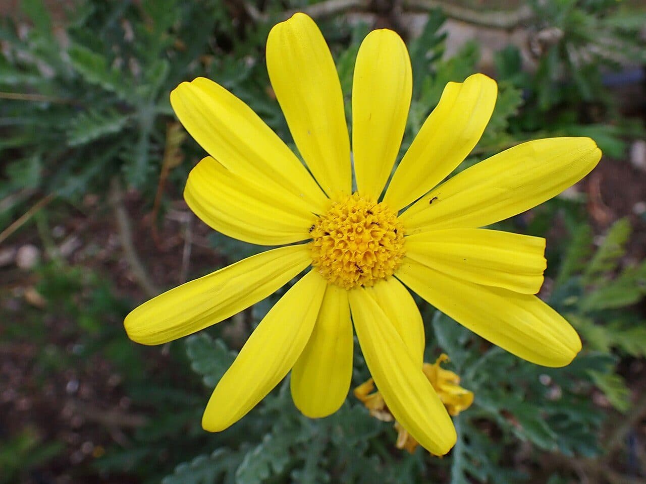 Euryops pectinatus