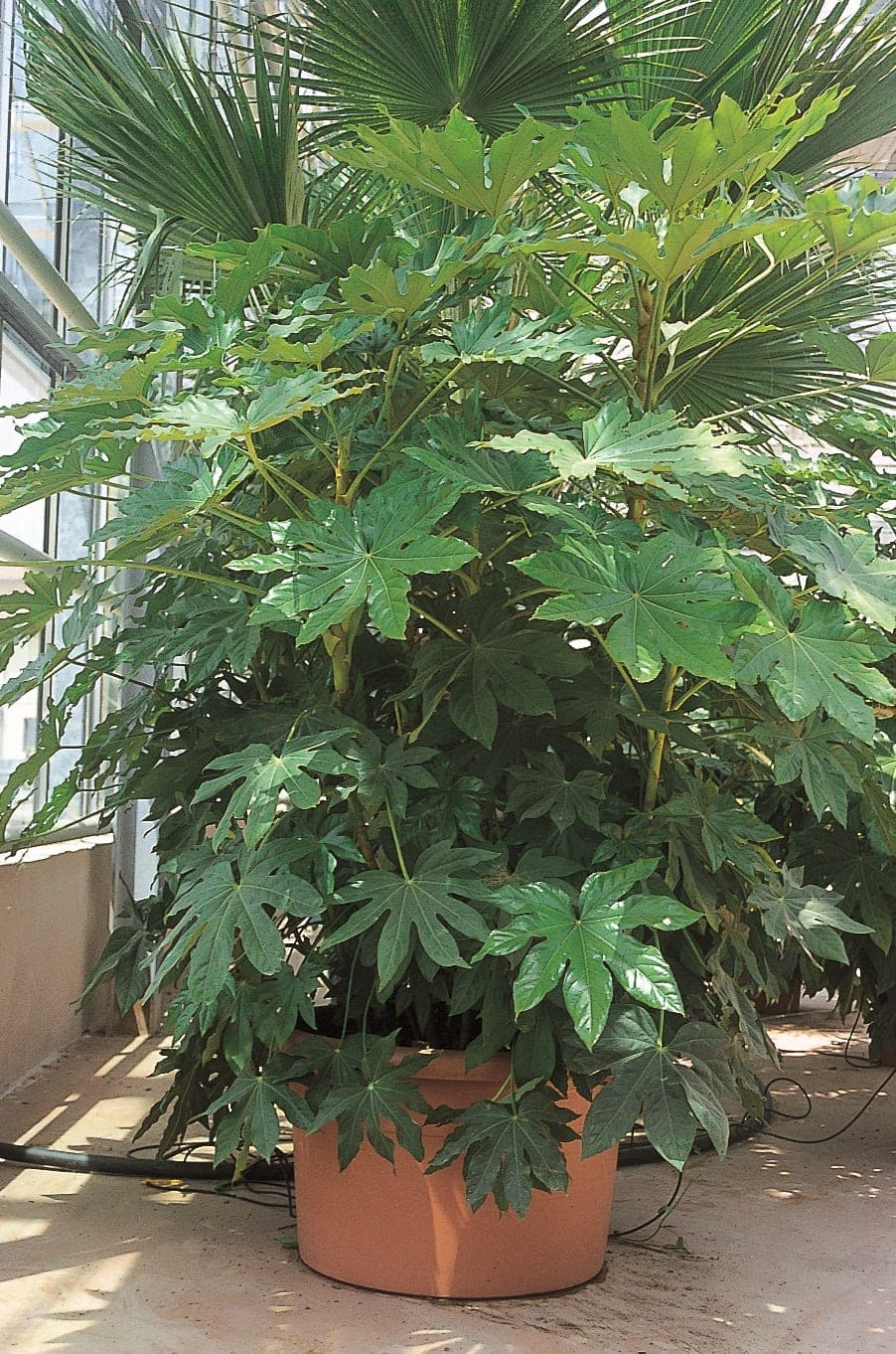 Fatsia Japonica — port arrondi, étalé