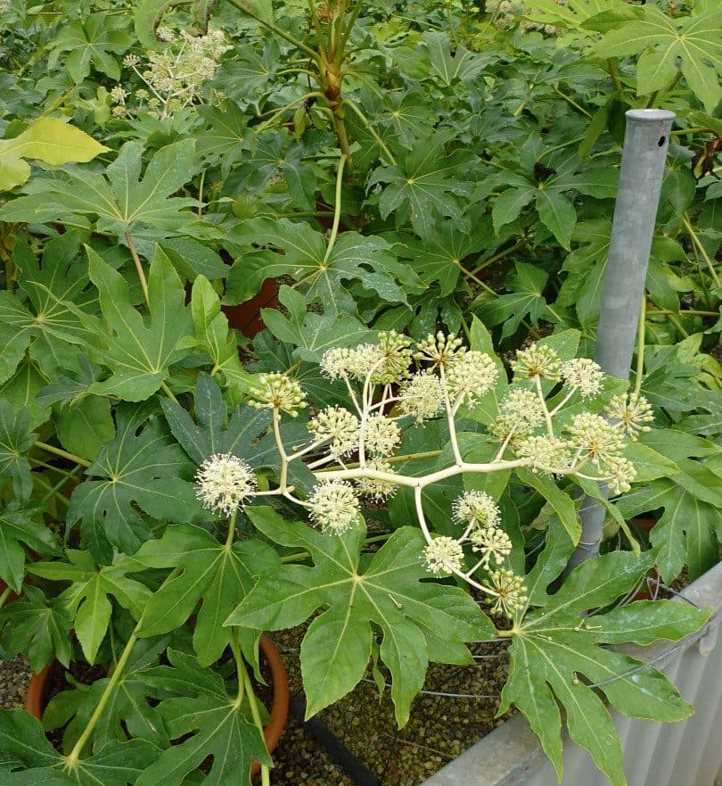 Fatsia japonica
