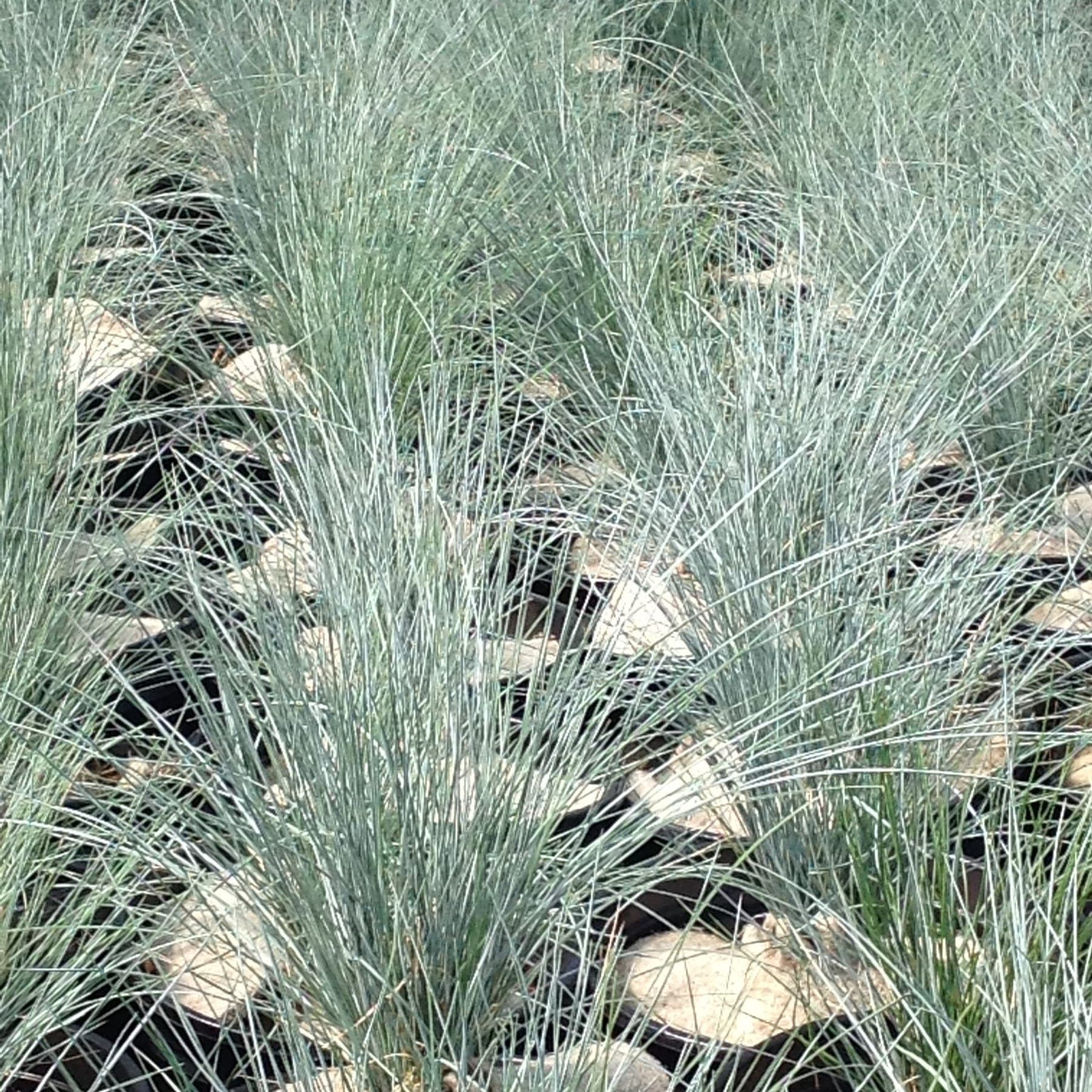 Fétuque bleue (Festuca glauca 'blue select') — touffe compacte