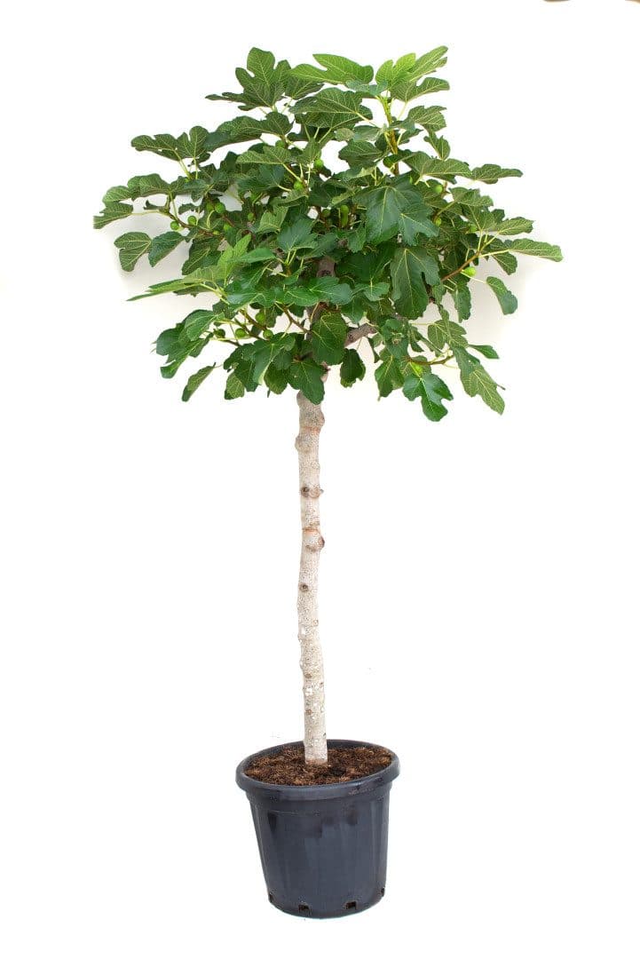 Ficus carica – Figuier