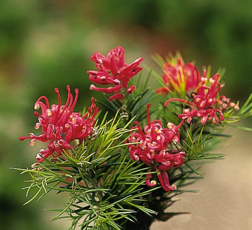 Grevillea Juniperina — port étalé à retombant selon les variétés