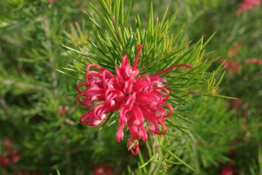 Grevillea juniperina