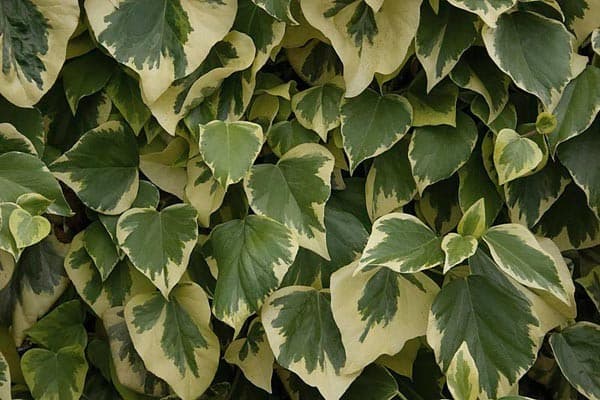 Lierre panache (Hedera Canariensis Gloire de Marengo) — grimpant par crampons ou couvre-sol