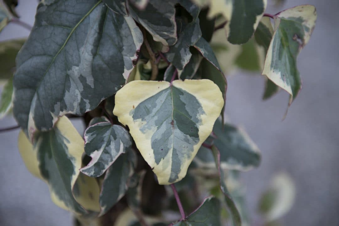 Hedera canariensis 'Gloire de Marengo' – Lierre panaché