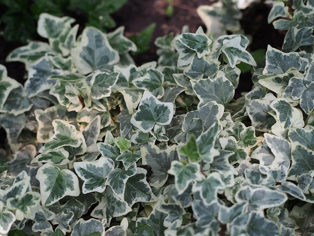 Hedera helix 'Glacier' – Lierre panaché à petites feuilles