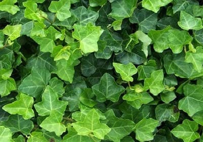 Lierre vert (Hedera Helix Hibernica) — grimpant par crampons ou couvre-sol