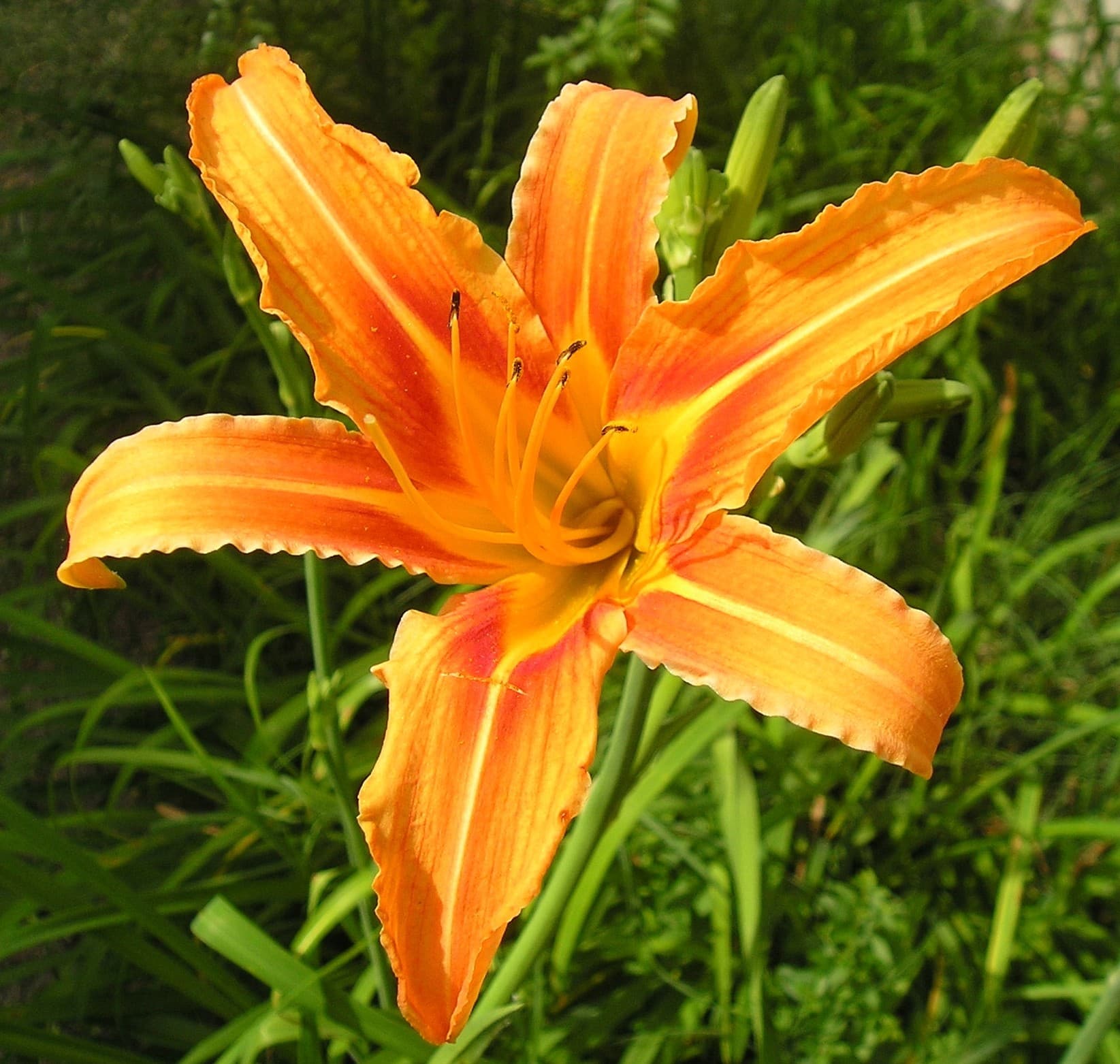 Hemerocallis — touffe dense de feuilles arquées, retombantes
