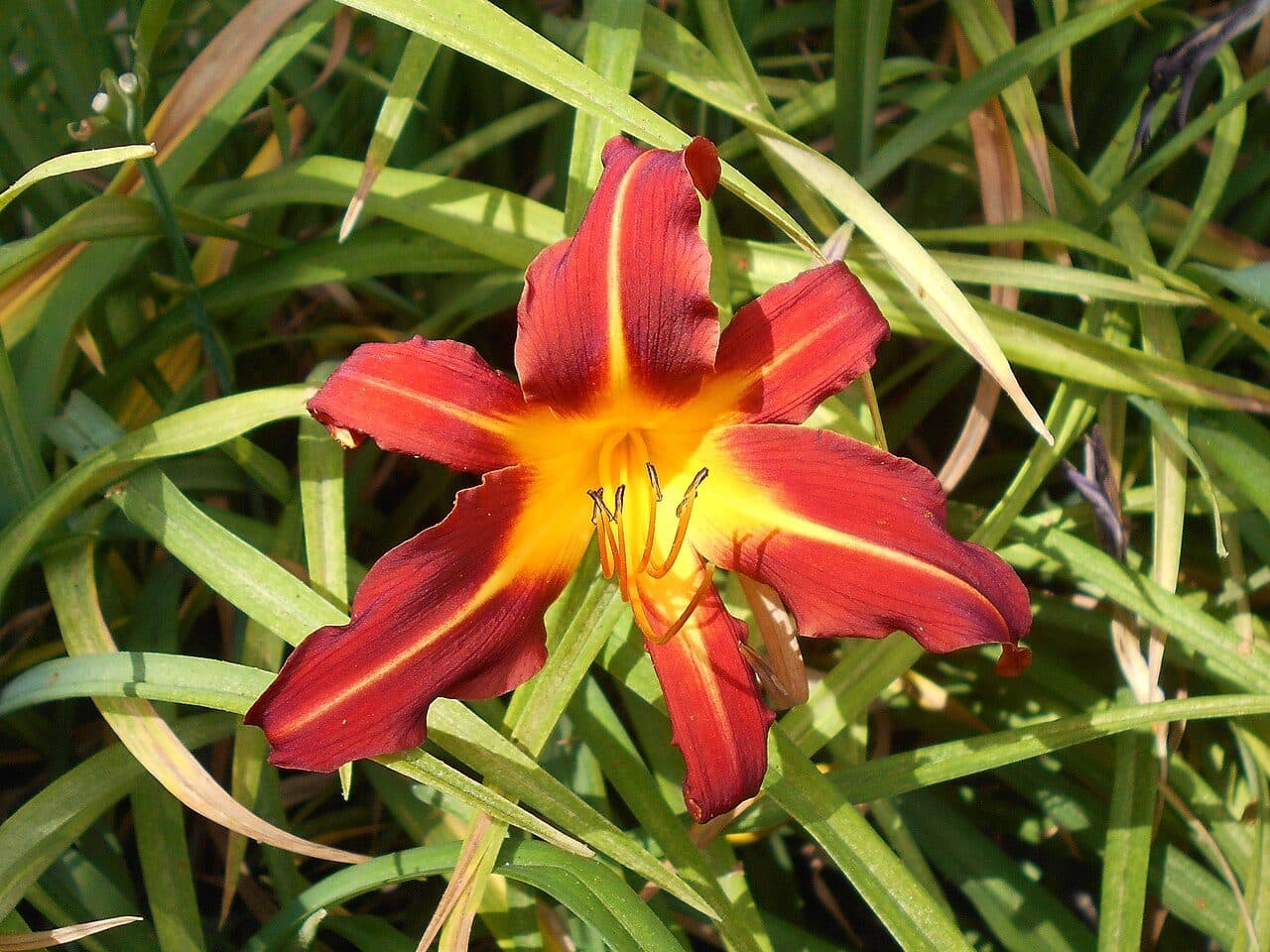 Hémérocalle – Hemerocallis 'Autumn Red'