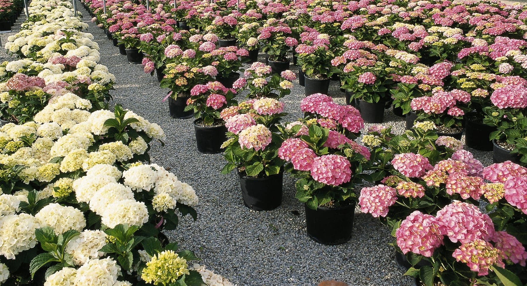 Hydrangea 'Hortensia' — port arrondi et buissonnant