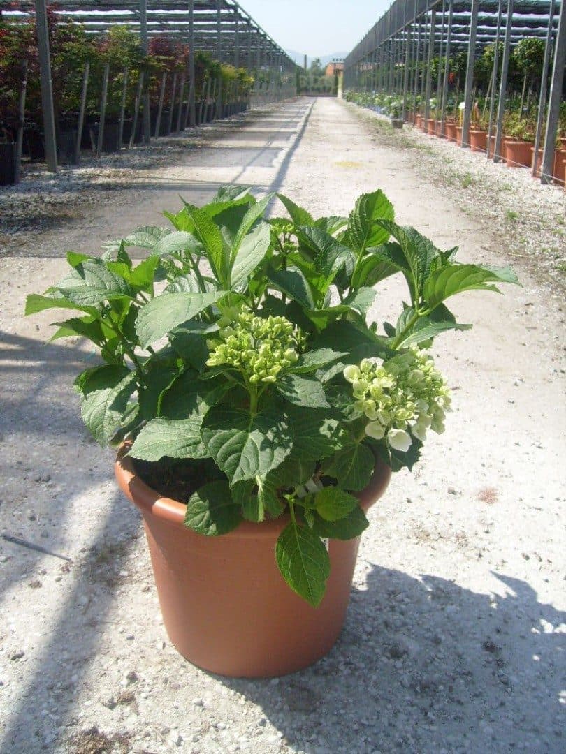 Hydrangea – Hortensia