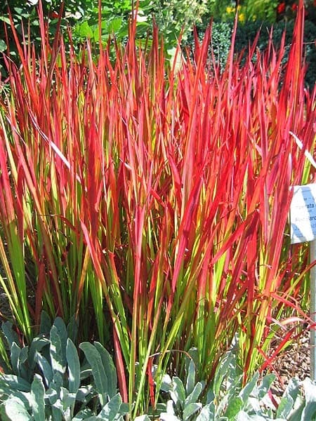 Herbe sanglante (Imperata Red Baron) — touffe érigée
