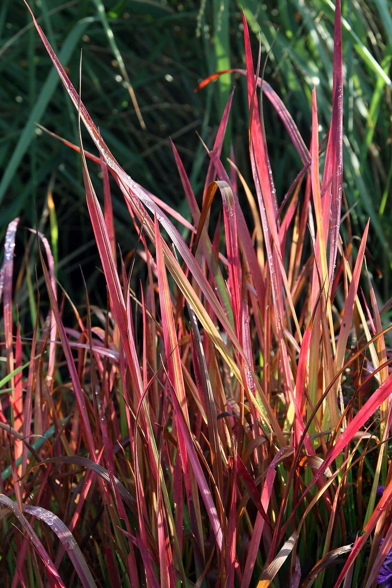 Imperata cylindrica 'Red Baron' – Herbe sanglante